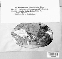 Hyphodontia barba-jovis image